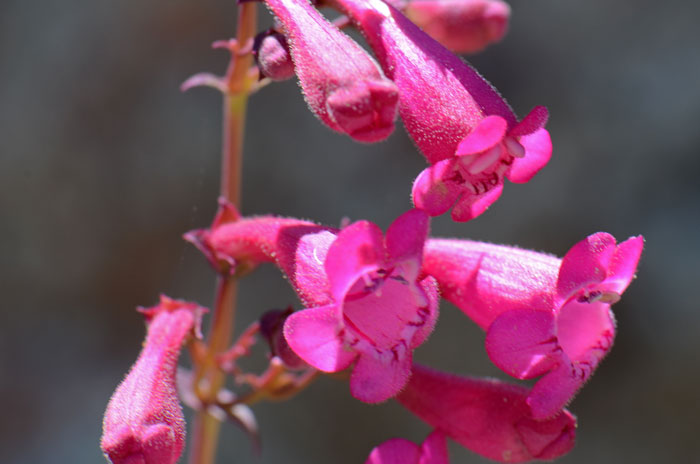 Desert Penstemon is a native perennial with beautiful showy flowers or deep pink or rose-purple. Penstemon pseudospectabilis Desert Penstemon is a native perennial with beautiful showy flowers or deep pink or rose-purple. Penstemon pseudospectabilis